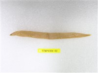 藏品(糯鰻)的圖片
